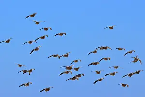 Namaqua sandgrouses (Pterocles namaqua)