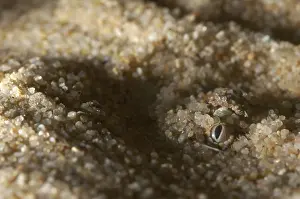 Namib Dwarf Otter (Bitis peringueyi)