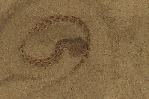 Namib Dwarf Otter (Bitis peringueyi)