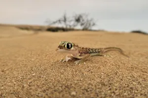 Namib gecko, namib sand gecko, web-footed gecko (Pachydactylus rangei), Namib Desert, Namibia, Africa