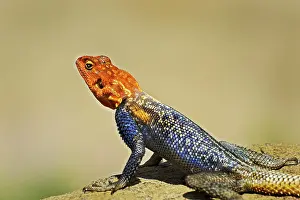 Namib Rock Agama (Agama planiceps)