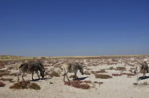 NAmibia is a wildlife-paradies: Zebras at Etosha Salt pans near Halali in Namibia