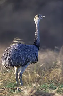 Nandu observing alertly a conspecific (greater rhea (Rhea americana)