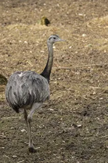 A Nandu (Rhea americana), a flightless bird from South America