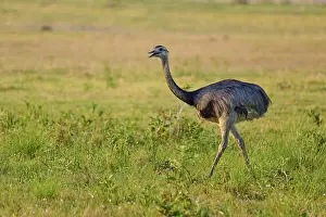 A Nandu in a wide green meadow with natural environmental features