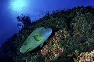 Napoleon fish, Humphead wrasse (Cheilinus undulatus)