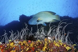 Napoleon wrasse (Cheilinus undulatus)