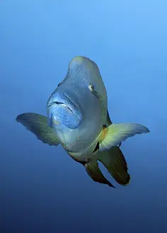 Category Coral Reefs DE Prints: Napoleon wrasse (Cheilinus undulatus) front view