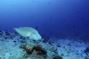 Napoleonfish or Humpback Wrasse (Cheilinus undulatus)