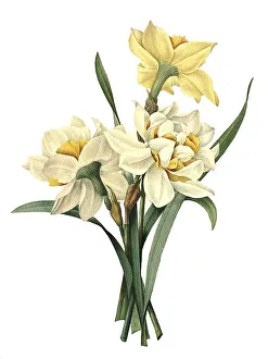 Narcissus gouani, narcissus, daffodil