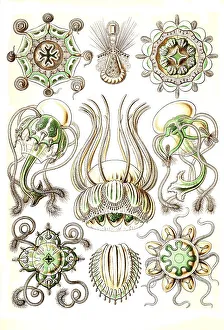 Narcomedusae, spider jellyfish
