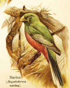 Narina or narina trogon (Apaloderma narina) branches