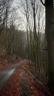A narrow autumn forest trail lined with tall bare trees with leaves