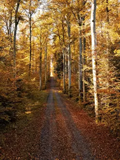 A narrow forest path leads through tall trees