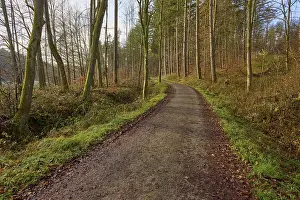 A narrow forest path meanders through the autumn forest under leafless treetops