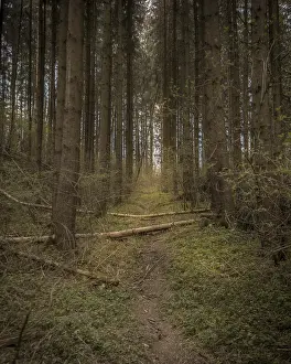 Narrow Forest Path Through Tall Conifers with Fallen Logs
