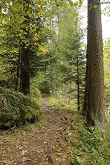 A narrow forest path winding between tall trees surrounded by lush greenery