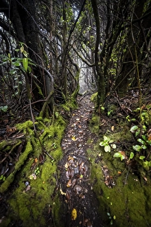Category Mountain Landscapes Prints: Narrow hiking trail through foggy rainforest