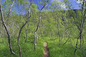 Narrow hiking trail leads through a small birch grove