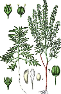 Narrow-leaved pepperwort (Lepidium ruderale)