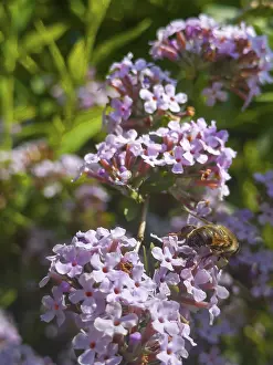 Narrow-leaved summer lilac, narrow-leaved butterfly bush (Buddleja alternifolia)