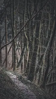 Narrow path through a dark, mysterious forest with thick