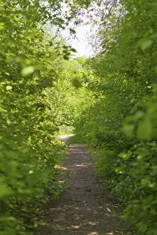 A narrow path through a dense, green forest on a sunny day