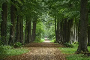 A narrow path through the forest