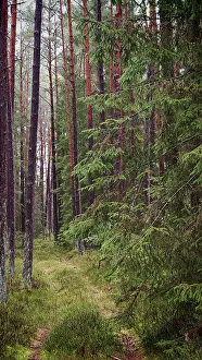 Narrow path through the forest