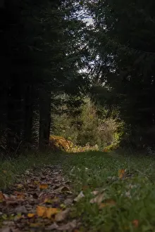 A narrow path leads through a dense forest
