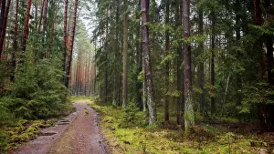 A narrow path leads through a dense pine forest (pinus)