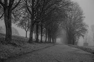 A narrow path leads through a forest with lots of trees