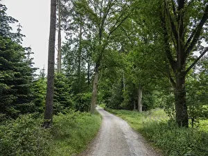 A narrow path leads through a green forest