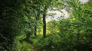 A narrow path snakes through a green