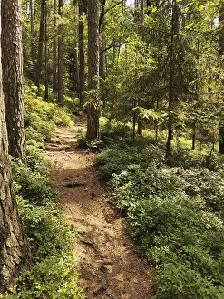 A narrow path snakes through a sun-drenched forest full of tall trees