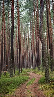 A narrow path winds through a dense pine forest (pinus)