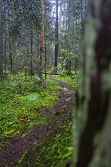 A narrow path winds through a mossy and quiet forest surrounded by tall trees