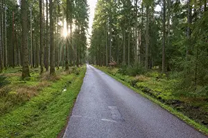 Narrow, quiet path through towering coniferous forest