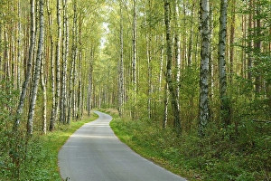 Narrow single-lane country road meanders through typical North German mixed forest of pines and birches