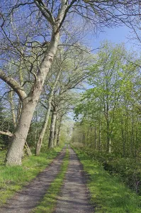 Narrow, unpaved path leads through spring forest
