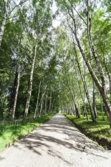 Narrow walking path in the birch forest