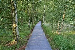 A narrow wooden plank path leads through a green bog birch forest on a quiet summer's day