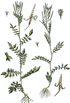 Narrowleaf Bittercress or Narrow-leaved Bittercress (Cardamine impatiens)