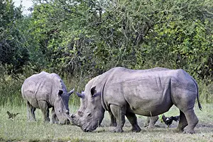 Nashorner im Ziwa-Nashorn-Schutzgebiet