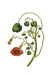 Nasturtium, historical illustration