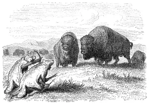 Native american buffalo hunters dressed as coyotes