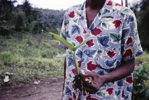Native with arrowroot plant, Maranta arundinacea, St Vincent, Leeward Islands, West Indies, 1962