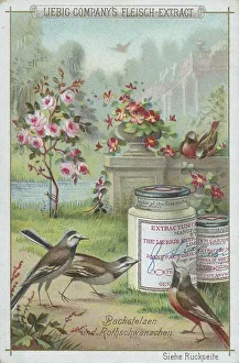 Native Birds Series, Pied Wagtail and Redstart