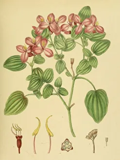Native to Southeast Asia, Sri Lanka