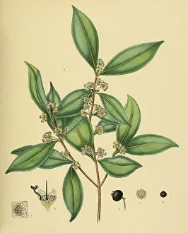 Native to Southeast Asia, Sri Lanka